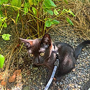 Poptart is registered to the contest to win money with this photo: black_cat, cat, pet, outdoor, leash, harness, garden, pebbles, plants, greenery, sunlight, yellow_eyes, curious, animal, feline, nature, small_stone, close_up, young_cat, exploring