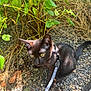 black_cat, cat, pet, outdoor, leash, harness, garden, pebbles, plants, greenery, sunlight, yellow_eyes, curious, animal, feline, nature, small_stone, close_up, young_cat, exploring