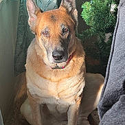 Daisy is registered to the contest to win money with this photo: dog, pet, indoor, sunlight, curtain, window, floor, wooden_floor, christmas_tree, animal, canine, fur, collar, sitting, shadow, light, home, decor, quiet, calm