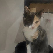 Alya participe au concours pour gagner de l'argent avec cette photo : animal, calico_cat, cat, cat_tree, curious, cute, domestic_cat, ears, face, feline, fur, furry, fuzzy, household, indoor, pet, portrait, sitting, whiskers, white_paws