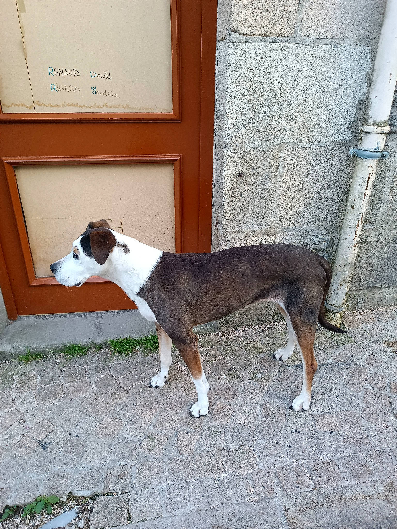 Kira a rejoint le concours — aidez-le/la à gagner de superbes lots ! canidae, carnivore, collar, companion_dog, composite_material, dog, dog_breed, dog_collar, dog_supply, door, fawn, hunting_dog, non_sporting_group, pet_supply, snout, sporting_group, tail, terrestrial_animal, wood, working_animal