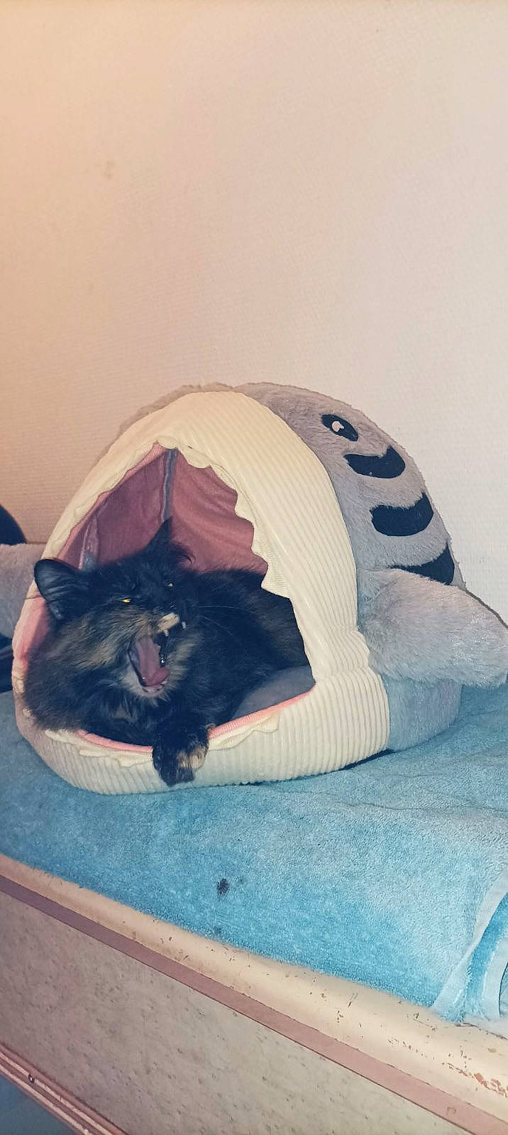 Skye a rejoint le concours — aidez-le/la à gagner de superbes lots ! bag, bean_bag, black_cat, carnivore, cat, cat_bed, comfort, domestic_short_haired_cat, electric_blue, fashion_accessory, felidae, fur, grey, linens, room, sitting, small_to_medium_sized_cats, tail, tints_and_shades, whiskers