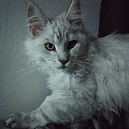 Azar a rejoint le concours — aidez-le/la à gagner de superbes lots ! cat, closeup, curious, domestic_cat, ears, eyes, feline, fluffy, fur, home_interior, indoor, long_hair, muzzle, paw, paws, pet, portrait, relaxed, soft_texture, whiskers