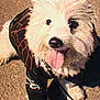 dog, white_dog, fluffy, panting, tongue_out, black_jacket, red_pattern, pet, leash, outdoor, sunny, happy, canine, walking, close_up, fur, cute, animal, companion, smiling
