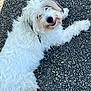 dog, white_dog, fluffy, smiling, lying_down, outdoor, gravel, happy, pet, canine, fur, cute, playful, animal, looking_up, friendly, small_dog, relaxed, daylight, nature