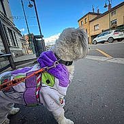 Moon a rejoint le concours — aidez-le/la à gagner de superbes lots ! dog, pet, sidewalk, leash, hoodie, purple, white_fur, street, car, building, urban, daytime, outdoor, sky, lamp_post, pavement, collar, walking, canine, furry
