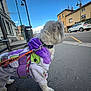 dog, pet, sidewalk, leash, hoodie, purple, white_fur, street, car, building, urban, daytime, outdoor, sky, lamp_post, pavement, collar, walking, canine, furry