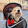 dog, stroller, sidewalk, street, bicycle, building, window, shutter, mesh, canopy, toy, red, white, black, outdoor, happy, pet, furry, urban, daylight