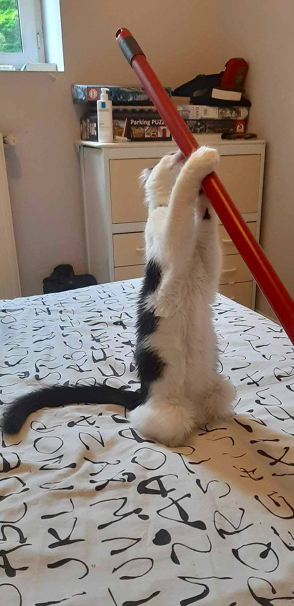 Saphir a rejoint le concours — aidez-le/la à gagner de superbes lots ! art, bedding, carpet, comfort, companion_dog, dog_breed, felidae, floor, flooring, foot, fur, hardwood, linens, room, sculpture, small_to_medium_sized_cats, tail, whiskers, wood, wood_flooring