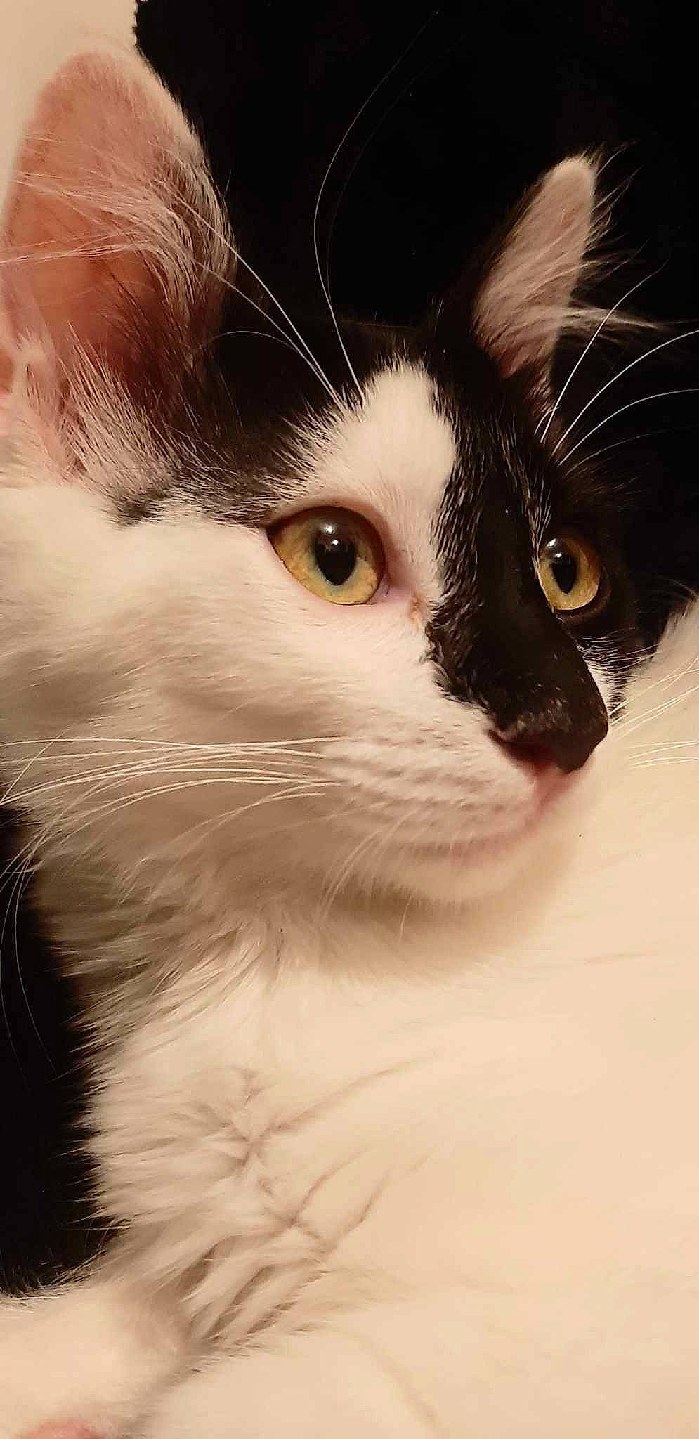 Saphir a rejoint le concours — aidez-le/la à gagner de superbes lots ! carnivore, cat, domestic_short_haired_cat, eyelash, felidae, fur, hair, head, human_body, monochrome, monochrome_photography, small_to_medium_sized_cats, snout, tree, whiskers