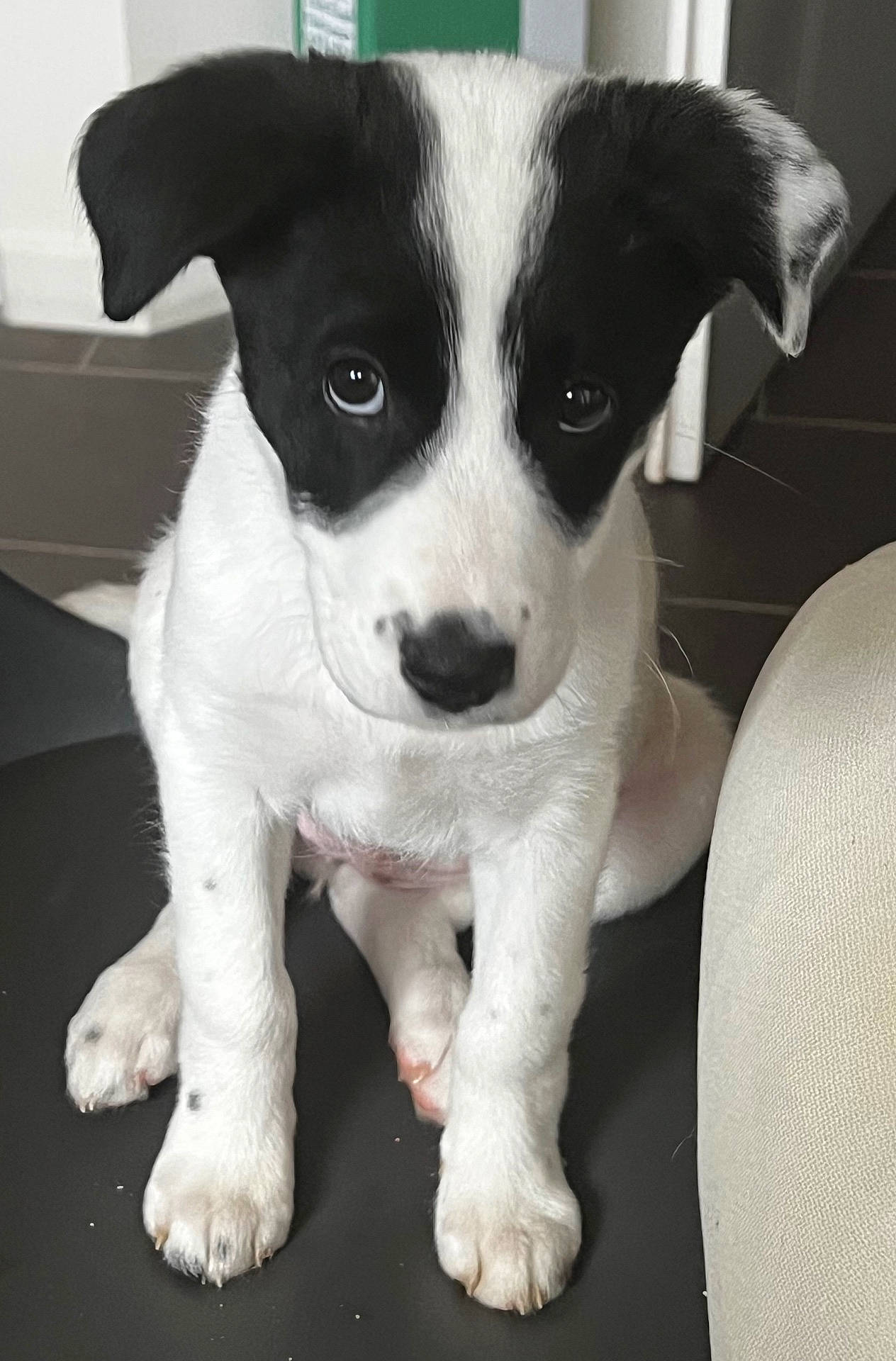 Stella