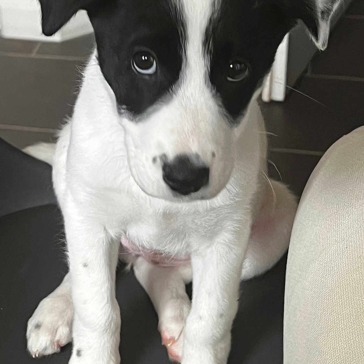 Stella