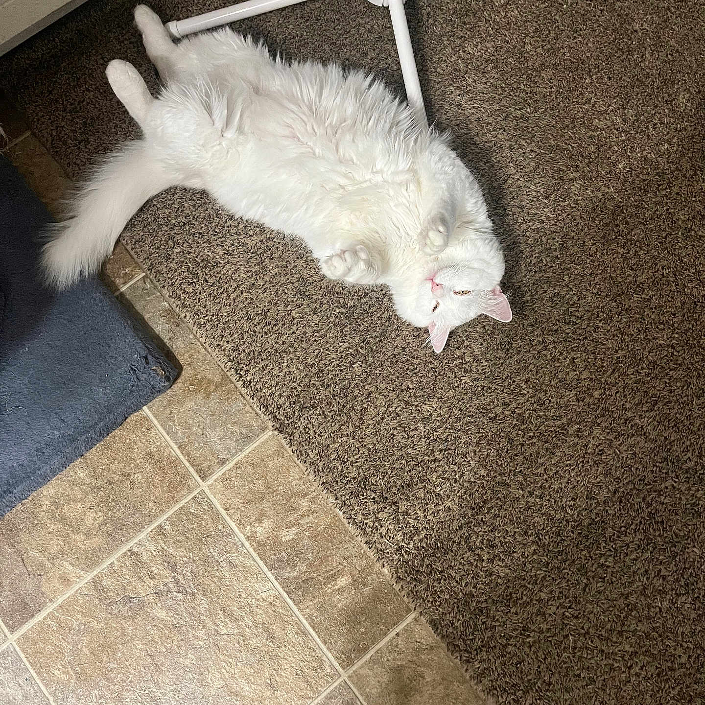 Snowball joined the competition — help win amazing prizes! animal, carpet, cat, cute, domestic, ear, fan_stand, feline, flooring, fluffy, foot, home, indoor, lying_down, paw, pet, relaxed, tail, tile_floor, white_cat