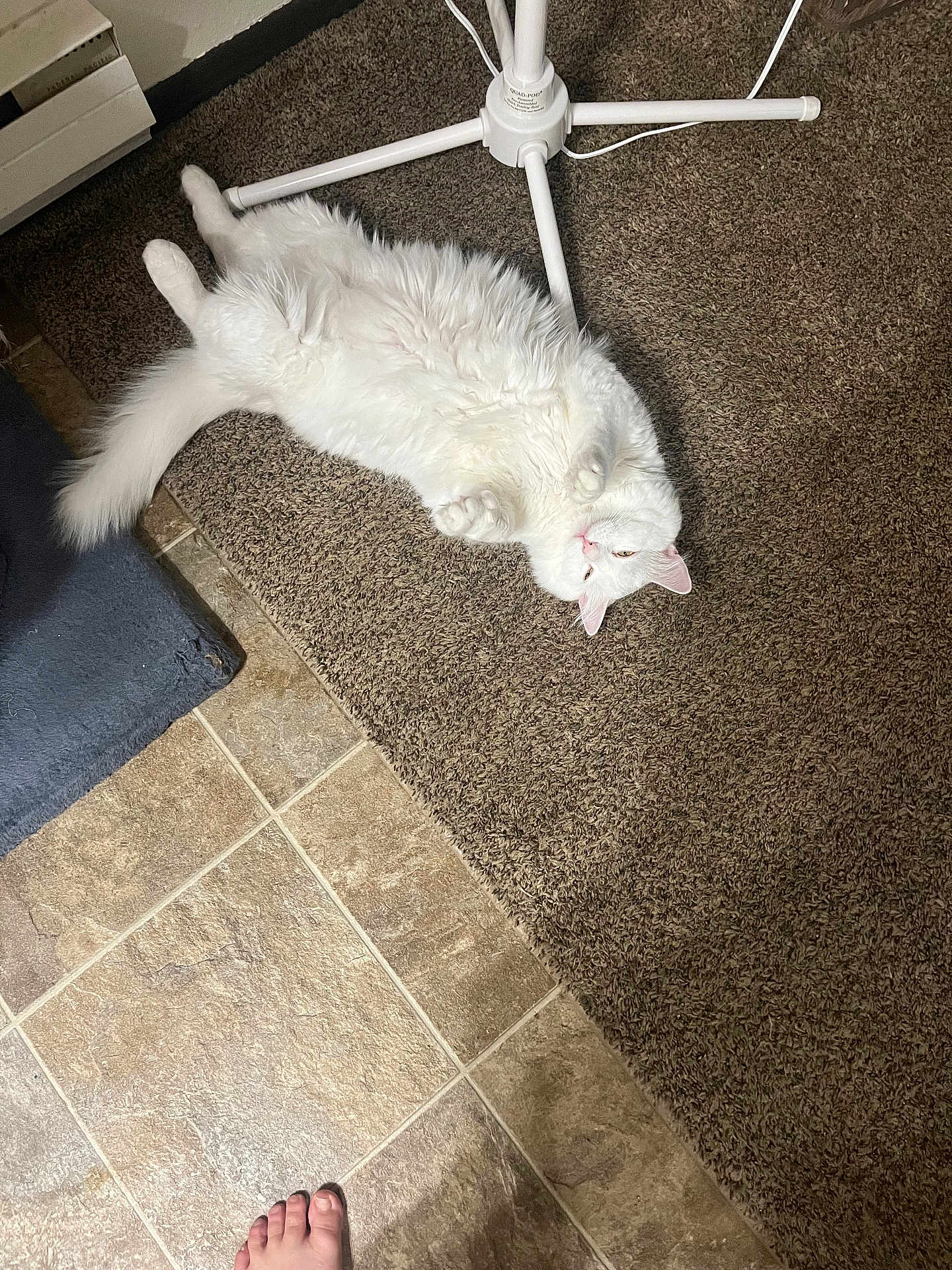 Snowball