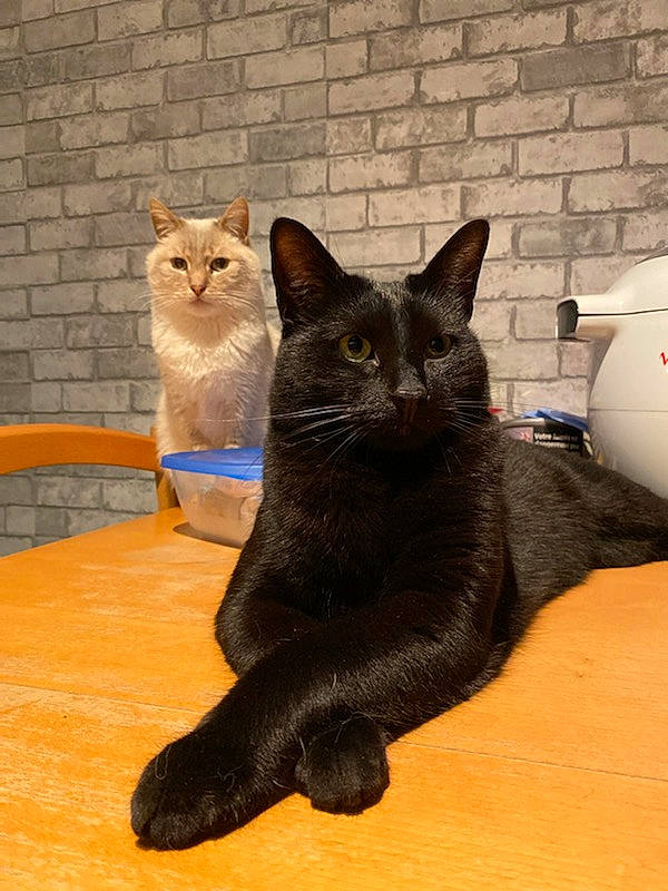 Pogo a rejoint le concours — aidez-le/la à gagner de superbes lots ! black_cat, carnivore, cat, chair, comfort, domestic_short_haired_cat, felidae, floor, flooring, fur, hardwood, paw, pet_supply, sitting, small_to_medium_sized_cats, snout, table, tail, whiskers, wood