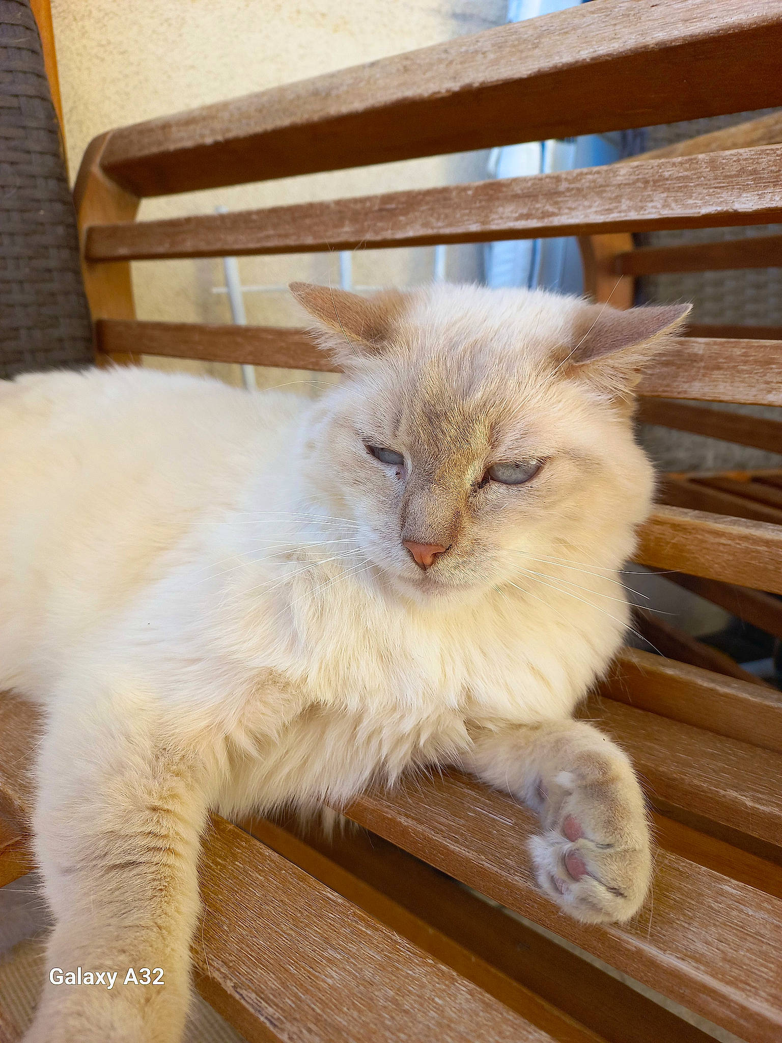 Chamallow participe au concours pour gagner de l'argent avec cette photo : carnivore, cat, claw, domestic_short_haired_cat, fawn, felidae, fur, hardwood, paw, small_to_medium_sized_cats, snout, tail, whiskers, window, wood