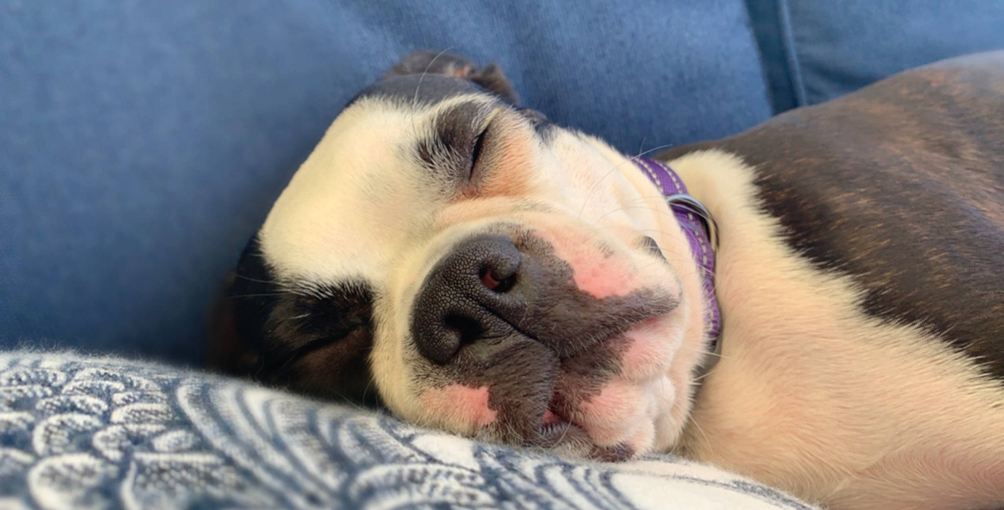 Stella joined the competition — help win amazing prizes! american_bulldog, australian_bulldog, boston_terrier, canidae, carnivore, close_up, companion_dog, dog, dog_breed, head, mammal, mouth, nap, non_sporting_group, nose, puppy, puppy_love, skin, snout, valley_bulldog