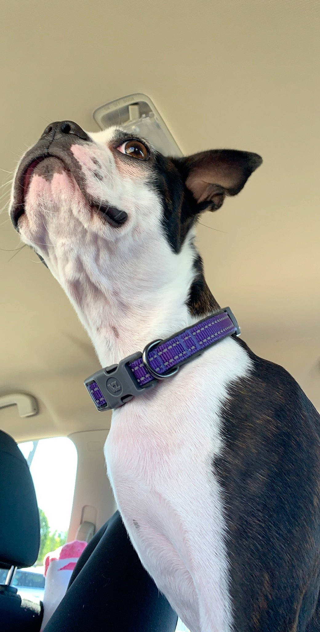 Stella joined the competition — help win amazing prizes! boston_terrier, canidae, carnivore, collar, companion_dog, dog, dog_breed, dog_collar, feist, leash, mammal, snout, sporting_group, whiskers