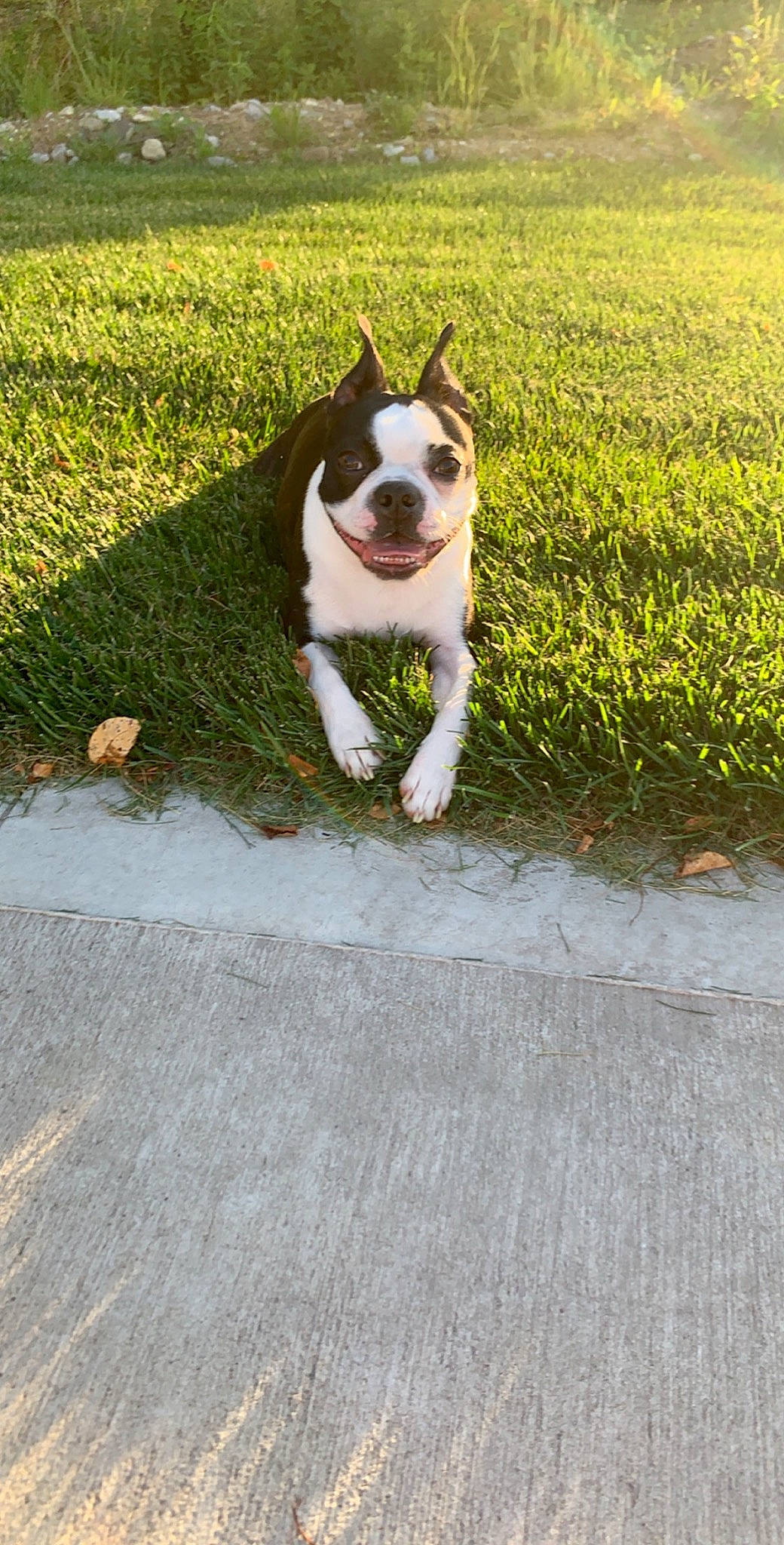 Stella is registered to the contest to win money with this photo: american_staffordshire_terrier, boston_terrier, bull_and_terrier, canidae, carnivore, companion_dog, dog, dog_breed, fawn, french_bulldog, grass, mammal, non_sporting_group, pit_bull, sporting_group, staffordshire_bull_terrier, tail, terrier