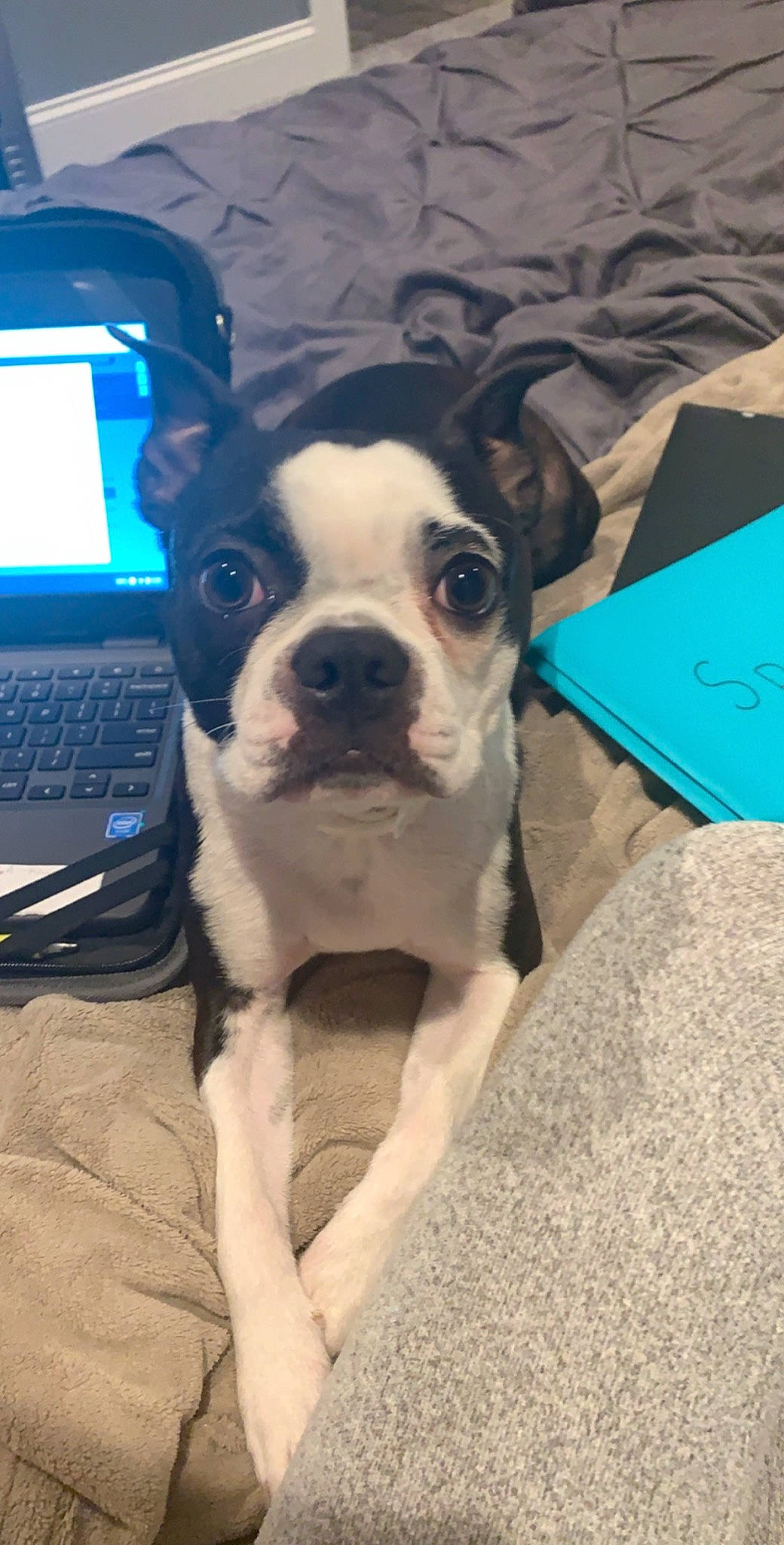 Stella is registered to the contest to win money with this photo: boston_terrier, canidae, carnivore, companion_dog, dog, dog_breed, eye, fawn, mammal, molosser, non_sporting_group, puppy, puppy_love, rare_breed_dog, snout, valley_bulldog, vertebrate, whiskers
