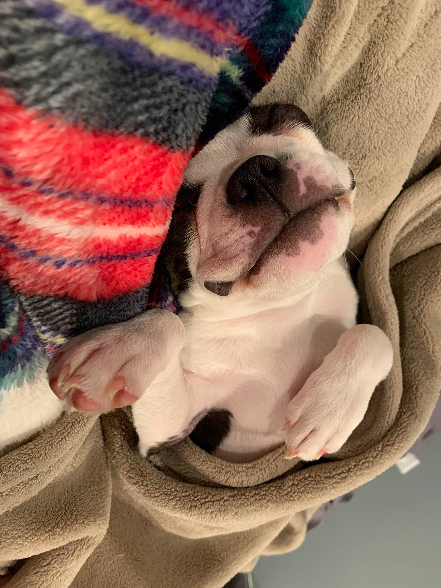 Shandy joined the competition — help win amazing prizes! australian_bulldog, boston_terrier, bulldog, canidae, carnivore, companion_dog, dog, dog_breed, fawn, french_bulldog, mammal, non_sporting_group, old_english_bulldog, puppy, puppy_love, snout, toy_bulldog, vertebrate, white_english_bulldog