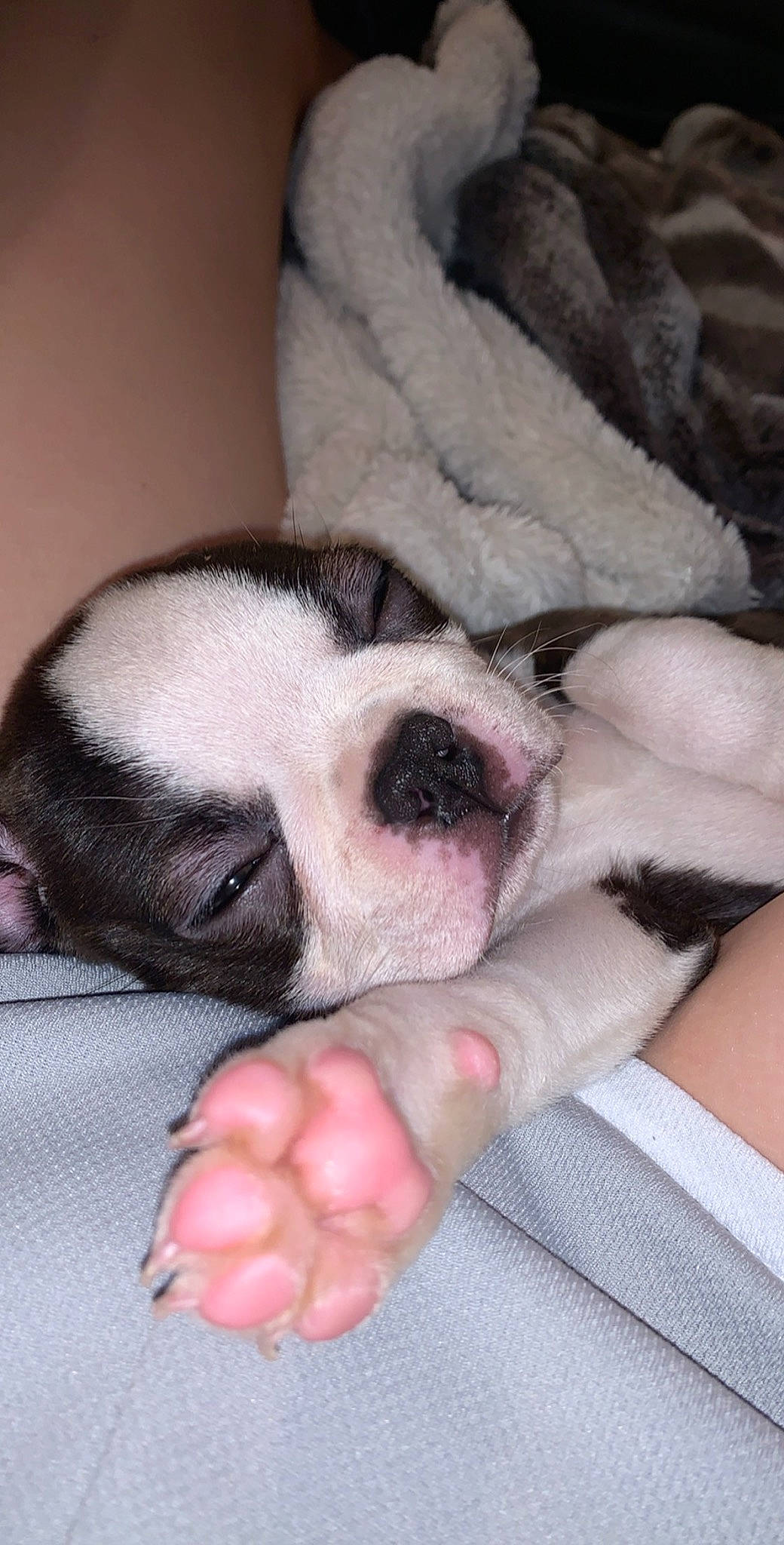 Shandy is registered to the contest to win money with this photo: boston_terrier, canidae, carnivore, companion_dog, dog, dog_breed, fawn, french_bulldog, mammal, non_sporting_group, nose, paw, puppy, puppy_love, snout, toy_bulldog, valley_bulldog, vertebrate