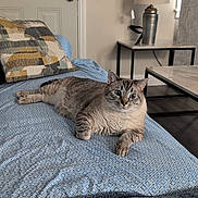 Charlie joined the competition — help win amazing prizes! animal, bedspread, blue_eyes, cat, comfortable, cozy, domestic, door, furniture, home, indoor, lamp, living_room, patterned, pet, pillow, relaxed, resting, striped, table