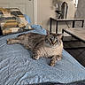 animal, bedspread, blue_eyes, cat, comfortable, cozy, domestic, door, furniture, home, indoor, lamp, living_room, patterned, pet, pillow, relaxed, resting, striped, table