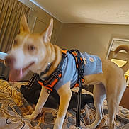 Boots is registered to the contest to win money with this photo: dog, pet, indoor, bed, blanket, sweater, harness, fur, tail, room, curtain, door, mirror, leash, animal, canine, home, bedspread, standing, blur