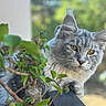 Yuna a rejoint le concours — aidez-le/la à gagner de superbes lots ! animal, balcony, blurred_background, cat, close_up, curious, domestic_cat, feline, fluffy_fur, golden_eyes, gray_cat, green_leaves, nature, outdoor, pet, plant, portrait, resting, sunlight, whiskers