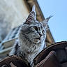 Yuna participe au concours pour gagner de l'argent avec cette photo : animal, background_blur, cat, curious, daylight, ears, feline, fluffy, fur, maine_coon, majestic, nature, outdoor, pet, portrait, profile, roof, sky, tiles, whiskers