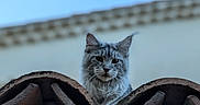 Yuna participe au concours pour gagner de l'argent avec cette photo : animal, architecture, building, cat, closeup, curious, daylight, ears, face, feline, fluffy_fur, gray_cat, looking, nature, outdoor, pet, roof, sky, tile_roof, wall