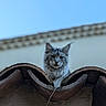 animal, architecture, building, cat, closeup, curious, daylight, ears, face, feline, fluffy_fur, gray_cat, looking, nature, outdoor, pet, roof, sky, tile_roof, wall