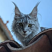 Yuna a rejoint le concours — aidez-le/la à gagner de superbes lots ! animal, cat, close_up, curious, daylight, ears, eyes, feline, fluffy, fur, maine_coon, muzzle, nature, outdoor, pet, portrait, roof, sky, tile, whiskers