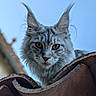animal, cat, close_up, curious, daylight, ears, eyes, feline, fluffy, fur, maine_coon, muzzle, nature, outdoor, pet, portrait, roof, sky, tile, whiskers