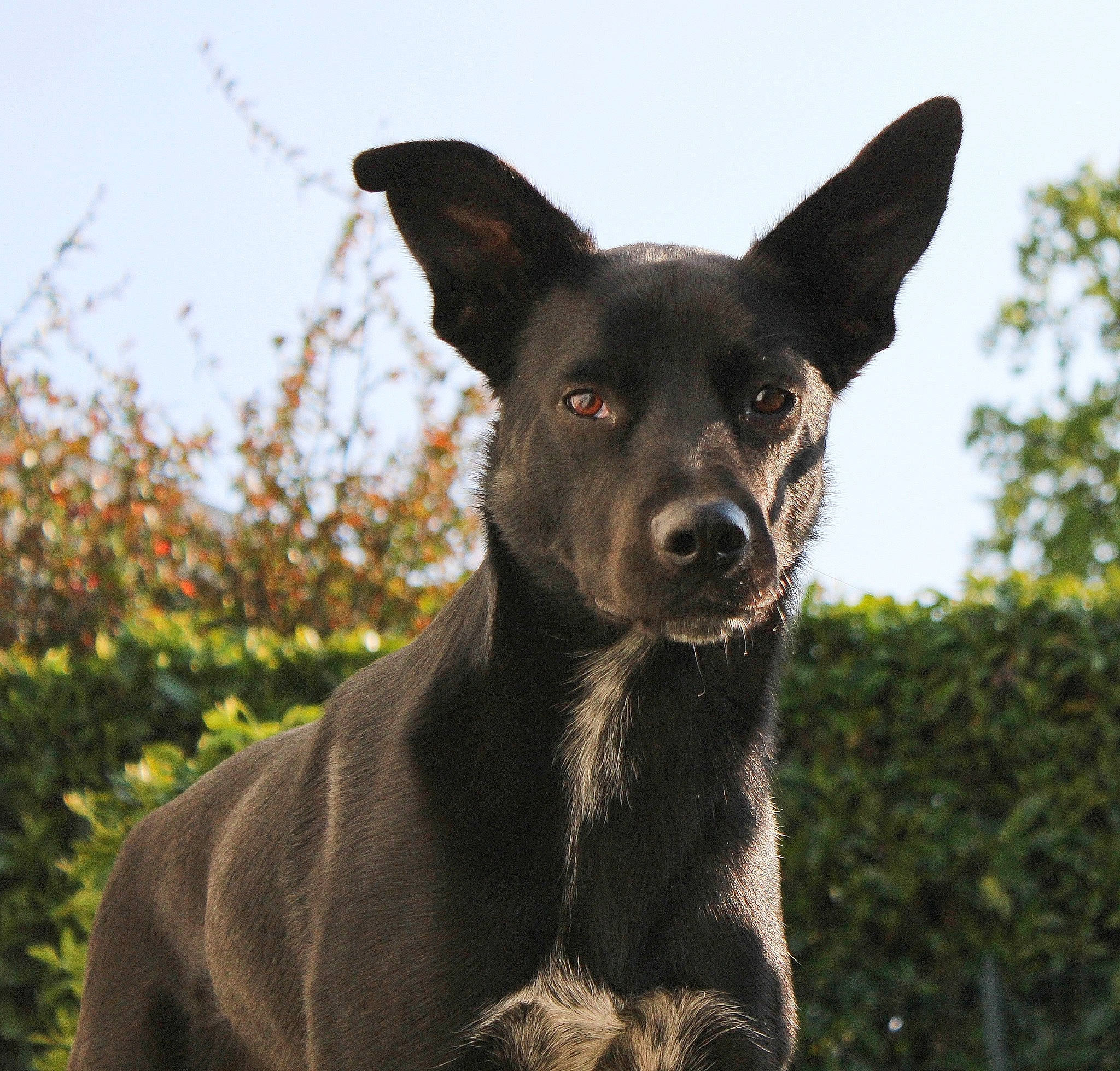 Horus participe au concours pour gagner de l'argent avec cette photo : adventure, canidae, carnivore, collar, companion_dog, dog, dog_breed, fawn, fur, grass, plant, sky, snout, sporting_group, terrestrial_animal, toy_dog, tree, whiskers, working_animal, working_dog