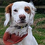 dog, spaniel, pet, portrait, white_fur, brown_patch, bandana, collar, nose, eyes, ears, muzzle, outdoor, grass, fence, fluffy, close_up, sitting, canine, nature