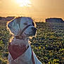 Ollie is registered to the contest to win money with this photo: dog, sunset, field, grass, leash, harness, bandana, backlight, golden_hour, portrait, outdoor, nature, sun, sky, silhouette, pet, fur, profile, rural, peaceful