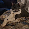 Finn joined the competition — help win amazing prizes! animal, bed, bell, blanket, cat, collar, cozy, cute, ears, feline, fur, grey_cat, indoor, pet, plaid, relaxed, resting, striped_blanket, whiskers, white_cat