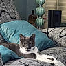 Finn is registered to the contest to win money with this photo: animal, armchair, cat, cozy, cute, decor, domestic_animal, feline, furniture, gray_cat, home, indoor, lamp, living_room, pet, pillow, relaxed, resting, white_cat, window_blinds