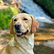 Tommy participe au concours pour gagner de l'argent avec cette photo : animal, beagle, canine, creek, dog, goldenretriever, hound, labradorretriever, nature, outdoors, pet, pointer, puppy, stream, water, whitedog