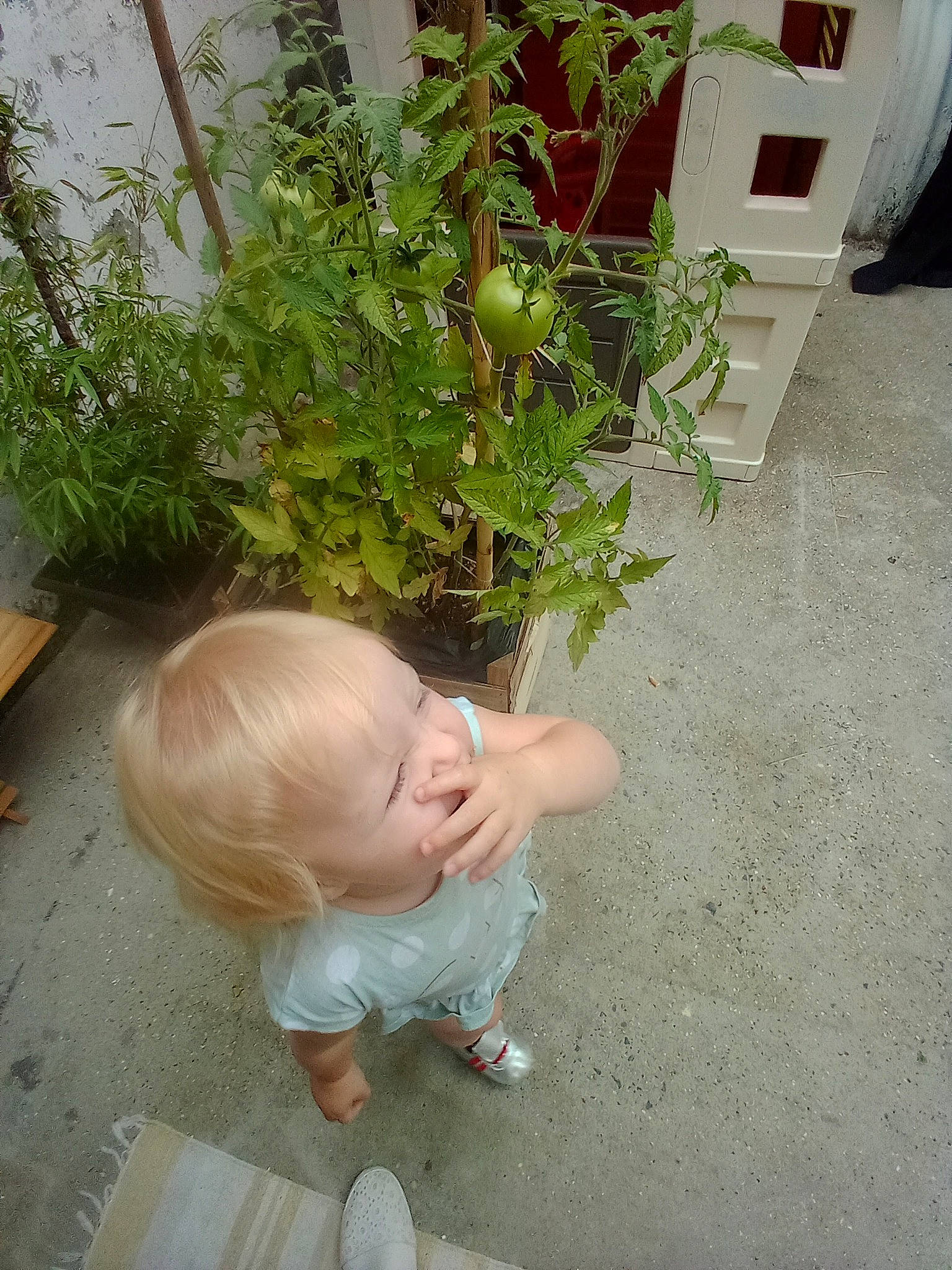 éden participe au concours pour gagner de l'argent avec cette photo : child, flower, grass, leaf, person, plant, toddler, tree
