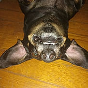 Madison joined the competition — help win amazing prizes! dog, pet, animal, upside_down, wooden_floor, ears, teeth, playful, canine, brown, black, fur, closeup, lying_down, floor, indoor, cute, funny, muzzle, nose