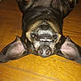 dog, pet, animal, upside_down, wooden_floor, ears, teeth, playful, canine, brown, black, fur, closeup, lying_down, floor, indoor, cute, funny, muzzle, nose