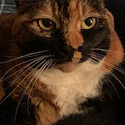Cali is registered to the contest to win money with this photo: abyssinian, animal, blackcat, brasssection, cat, horn, kitten, manx, musicalinstrument, pet, siamese, snout