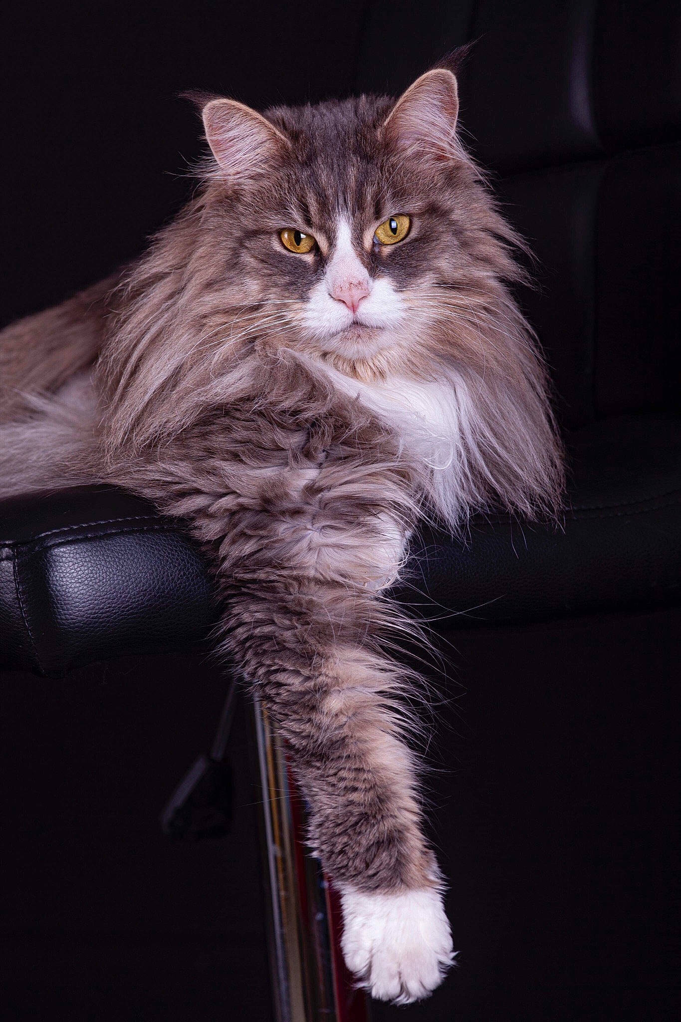 Mindy participe au concours pour gagner de l'argent avec cette photo : british_longhair, carnivore, cat, claw, darkness, domestic_short_haired_cat, felidae, fur, maine_coon, paw, sitting, small_to_medium_sized_cats, snout, street_light, tail, terrestrial_animal, whiskers