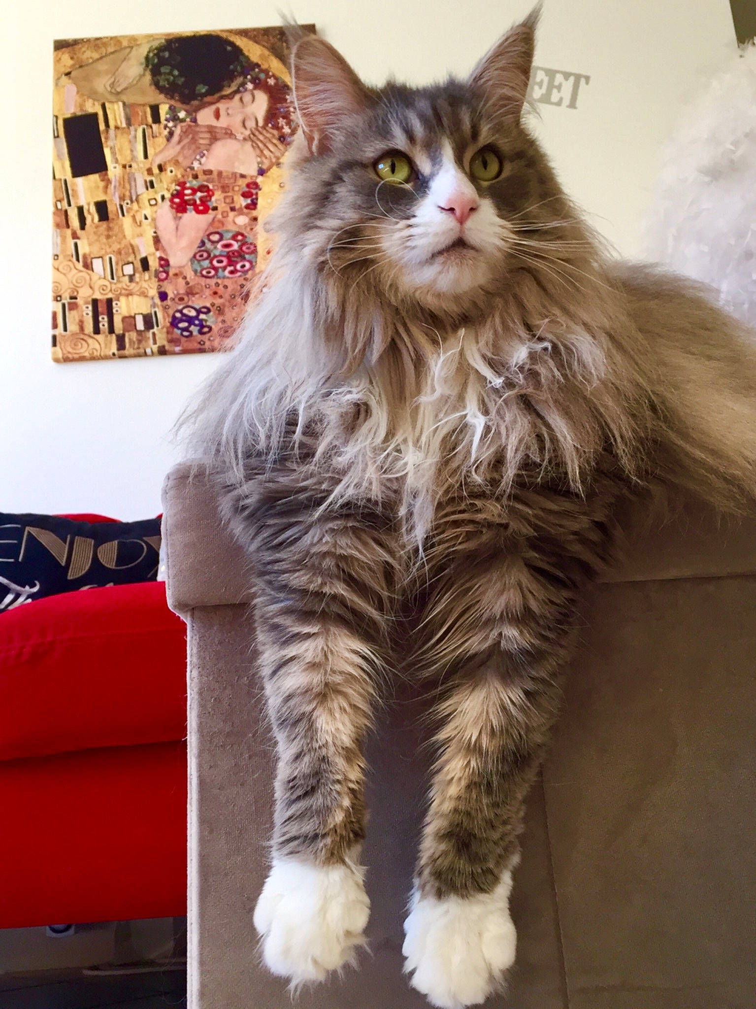 Mindy a rejoint le concours — aidez-le/la à gagner de superbes lots ! carnivore, cat, claw, couch, event, fawn, felidae, fur, maine_coon, pattern, paw, picture_frame, small_to_medium_sized_cats, snout, sofa_bed, studio_couch, tail, terrestrial_animal, whiskers, window