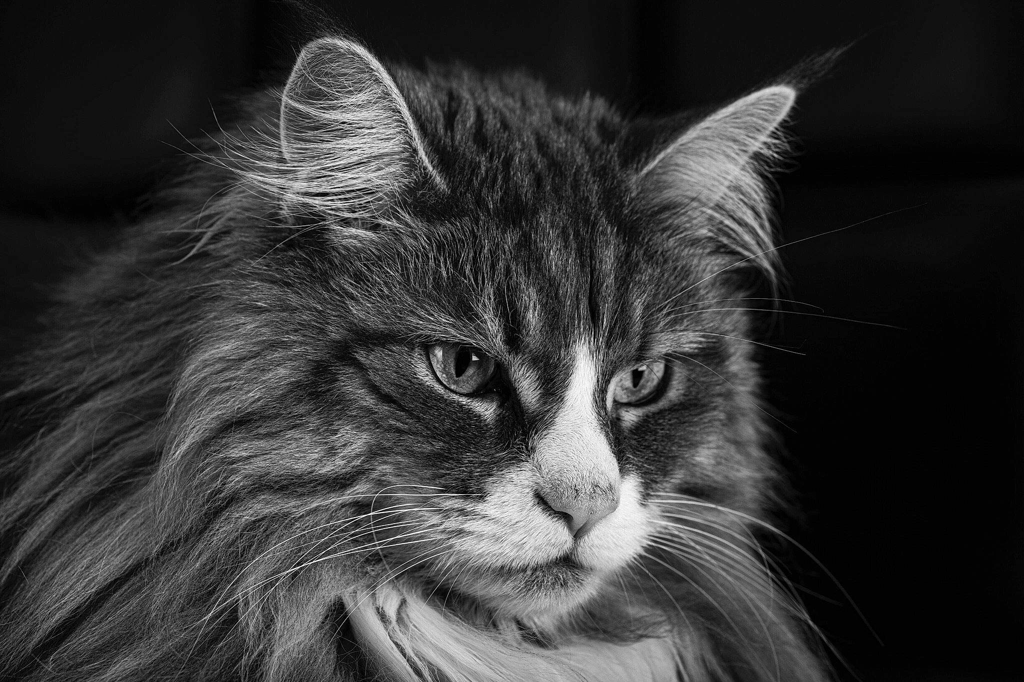 Mindy a rejoint le concours — aidez-le/la à gagner de superbes lots ! art, carnivore, cat, close_up, darkness, domestic_short_haired_cat, eye, felidae, fur, grass, hair, head, maine_coon, monochrome, monochrome_photography, small_to_medium_sized_cats, snout, terrestrial_animal, whiskers, wildlife