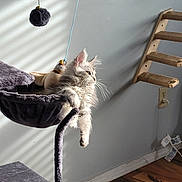 Edith is registered to the contest to win money with this photo: kitten, cat, cat_hammock, fuzzy_ball, sunlight, indoor, wooden_cat_climber, gray_cat, relaxed, pet, feline, whiskers, claws, floor, wall, shadow, rope, toy, home, cozy