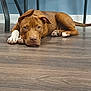dog, brown_dog, white_paws, lying_down, wooden_floor, indoor, flooring, blue_wall, chair_legs, pet, canine, resting, looking_at_camera, animal, domestic_animal, floor, ears, tail, paws, household